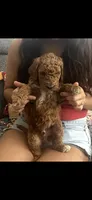 Conrad, a male Goldendoodle for sale in Vail, AZ – 4 of 4