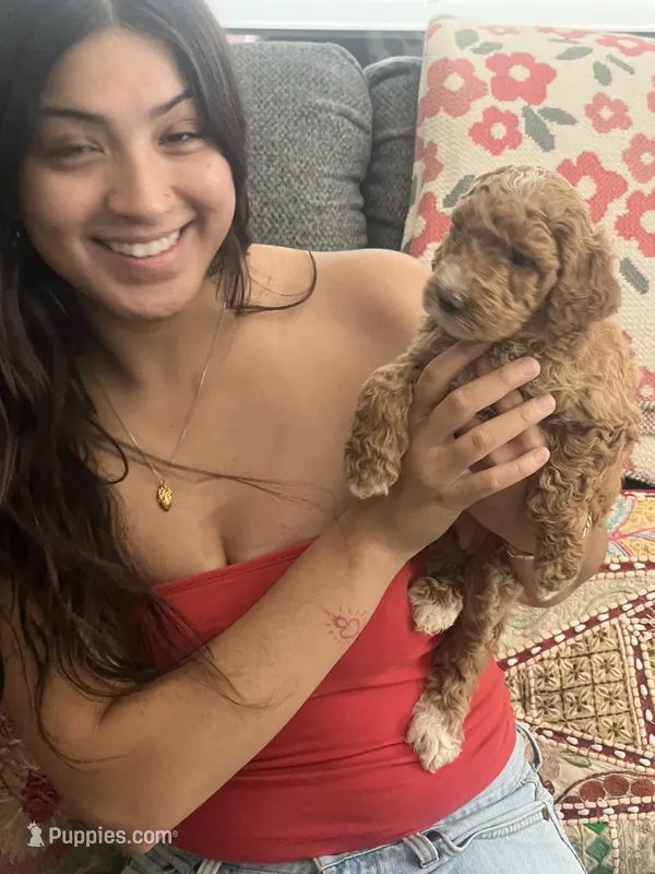 Blossom – Goldendoodle puppy for sale in Tucson, AZ