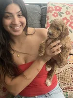 Blossom, a female Goldendoodle for sale in Tucson, AZ – 1 of 7