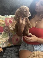 Blossom, a female Goldendoodle for sale in Tucson, AZ – 7 of 7