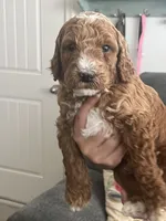 Peter, a male Goldendoodle for sale in Tucson, AZ – 4 of 6