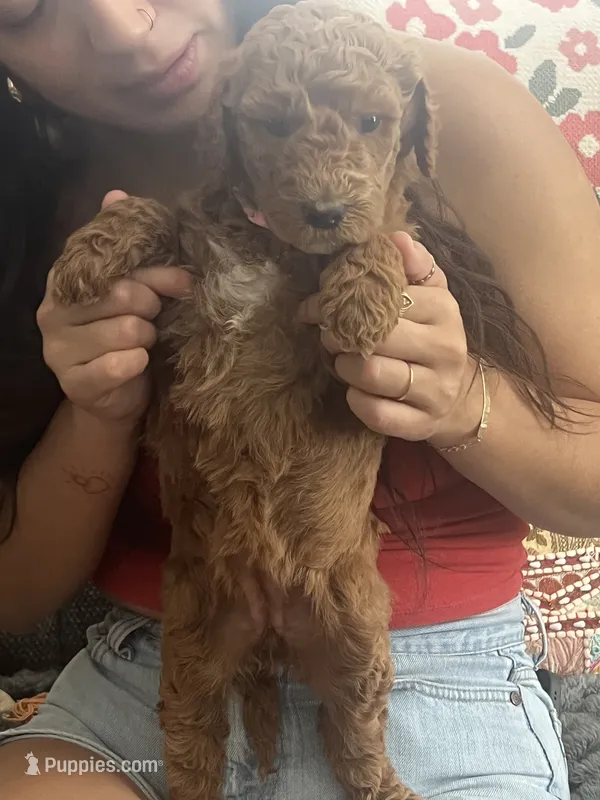 Tiffany – Goldendoodle puppy for sale in Tucson, AZ