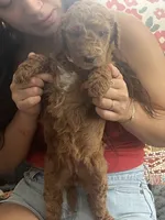 Tiffany, a female Goldendoodle for sale in Tucson, AZ – 1 of 5