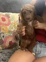 Tiffany, a female Goldendoodle for sale in Tucson, AZ – 4 of 5