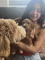 Blossom, a female Goldendoodle for sale in Tucson, AZ – 4 of 7