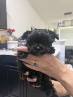 Kevin , a male Yorkshire Terrier for sale in Palm Coast, FL – 2 of 3