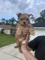 Honey, a female Yorkshire Terrier for sale in Palm Coast, FL – 3 of 3