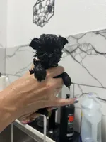 Kevin , a male Yorkshire Terrier for sale in Palm Coast, FL – 3 of 3