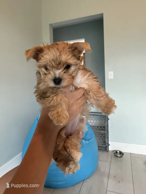 Honey – Yorkshire Terrier puppy for sale in Palm Coast, FL