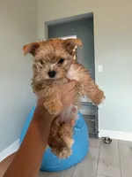 Honey, a female Yorkshire Terrier for sale in Palm Coast, FL – 1 of 3