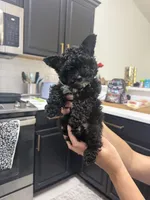 Bear, a male Yorkshire Terrier for sale in Palm Coast, FL – 2 of 2