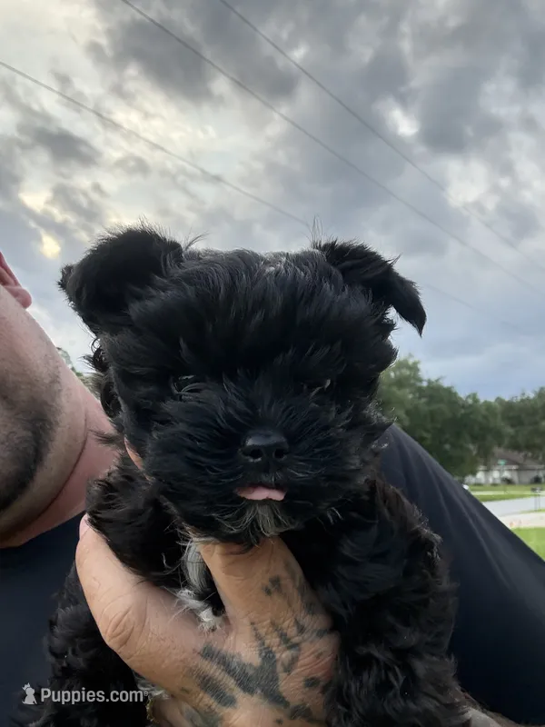 Kevin  – Yorkshire Terrier puppy for sale in Palm Coast, FL