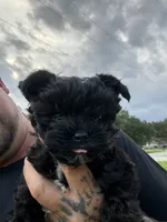 Kevin , a male Yorkshire Terrier for sale in Palm Coast, FL – 1 of 3