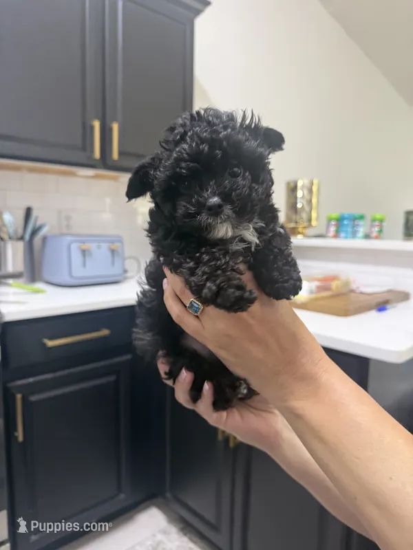 Bear – Yorkshire Terrier puppy for sale in Palm Coast, FL