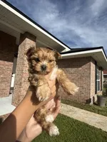 Honey, a female Yorkshire Terrier for sale in Palm Coast, FL – 2 of 3