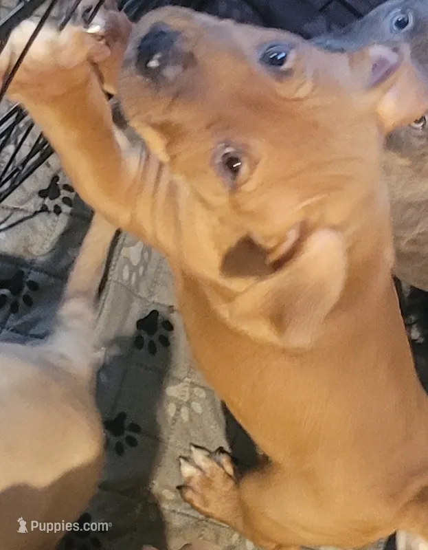Speedy – American Pit Bull Terrier puppy for sale in Danville, VA