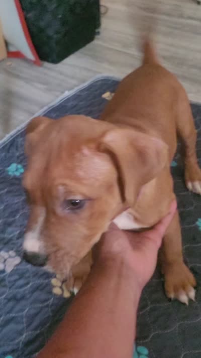 Rosemary, a female American Pit Bull Terrier for sale in Danville, VA – 3 of 3