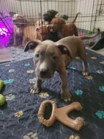 April, a female American Pit Bull Terrier for sale in Danville, VA – 2 of 5