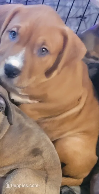 Rosemary – American Pit Bull Terrier puppy for sale in Danville, VA