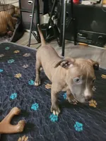 April, a female American Pit Bull Terrier for sale in Danville, VA – 4 of 5