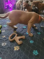 Peaches, a female American Pit Bull Terrier for sale in Danville, VA – 3 of 4