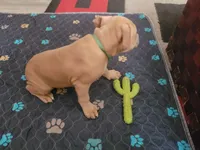 Pretty Boy , a male American Pit Bull Terrier for sale in Danville, VA – 3 of 4