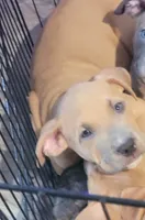 Pretty Boy , a male American Pit Bull Terrier for sale in Danville, VA – 1 of 4