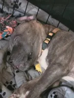 Ms. Blue, a female American Pit Bull Terrier for sale in Danville, VA – 4 of 4