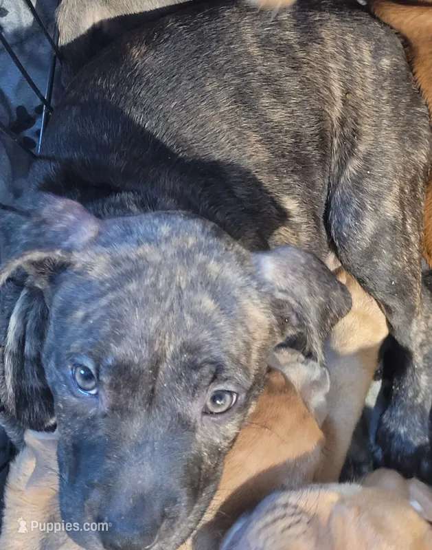 Basil – American Pit Bull Terrier puppy on hold in Danville, VA