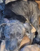 Basil, a female American Pit Bull Terrier for sale in Danville, VA – 1 of 1