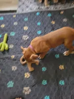 Rosemary, a female American Pit Bull Terrier for sale in Danville, VA – 2 of 3