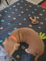 Peaches, a female American Pit Bull Terrier for sale in Danville, VA – 4 of 4