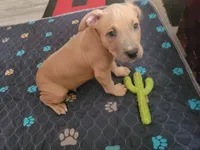 Pretty Boy , a male American Pit Bull Terrier for sale in Danville, VA – 2 of 4