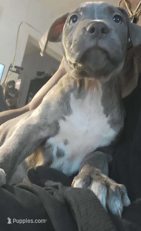 Ms. Blue – American Pit Bull Terrier puppy for sale in Danville, VA