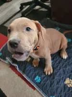 Peaches, a female American Pit Bull Terrier for sale in Danville, VA – 1 of 4