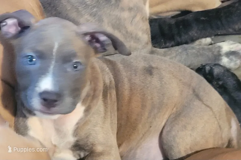 April – American Pit Bull Terrier puppy for sale in Danville, VA