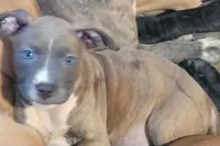 April, a female American Pit Bull Terrier for sale in Danville, VA – 1 of 5