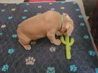 Pretty Boy , a male American Pit Bull Terrier for sale in Danville, VA – 4 of 4