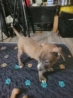 April, a female American Pit Bull Terrier for sale in Danville, VA – 5 of 5
