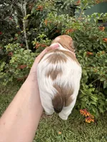 John Pork, a male Maltese and Shih Tzu for sale in Port St. Lucie, FL – 4 of 7