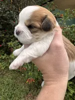 John Pork, a male Maltese and Shih Tzu for sale in Port St. Lucie, FL – 7 of 7