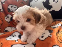 Pork Chop, a male Maltese and Shorkie for sale in Port Saint Lucie, FL – 5 of 6