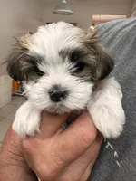 Dolly Porkton, a female Maltese and Shorkie for sale in Port Saint Lucie, FL – 7 of 9