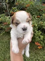 John Pork, a male Maltese and Shih Tzu for sale in Port St. Lucie, FL – 3 of 7