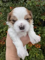 John Pork, a male Maltese and Shih Tzu for sale in Port St. Lucie, FL – 6 of 7