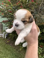 John Pork, a male Maltese and Shih Tzu for sale in Port St. Lucie, FL – 2 of 7