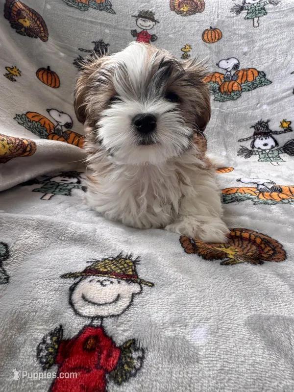 Juan Pork – Maltese, Shorkie puppy for sale in Port Saint Lucie, FL