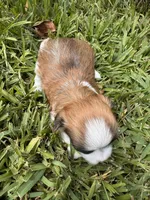 Juan Pork, a male Maltese and Shorkie for sale in Port Saint Lucie, FL – 2 of 4