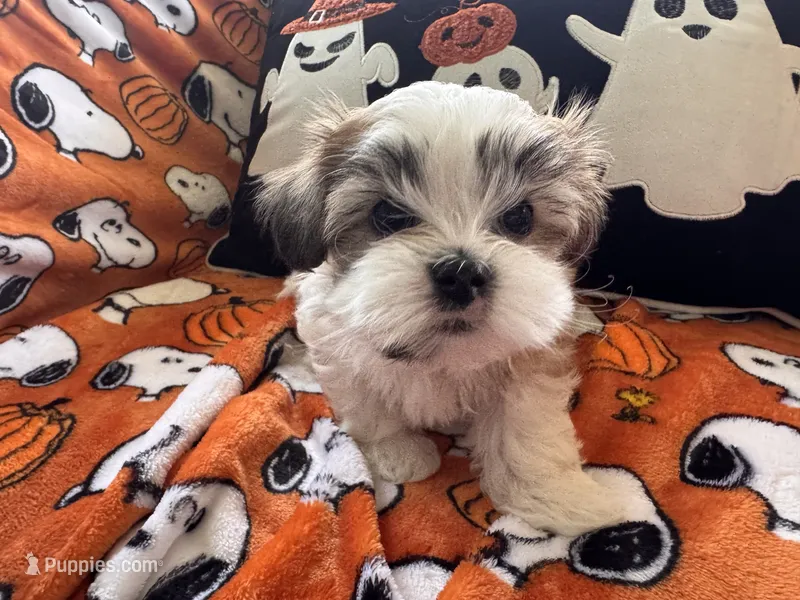 Dolly Porkton – Maltese, Shorkie puppy for sale in Port Saint Lucie, FL