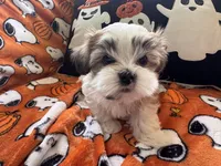 Dolly Porkton, a female Maltese and Shorkie for sale in Port Saint Lucie, FL – 1 of 9
